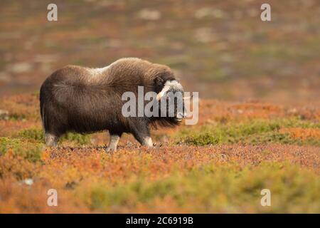 Muskox (Ovibos moschatus) im Dovrefjell in Norwegen. Junge Männchen wandern in herbstlicher Tundra. Stockfoto