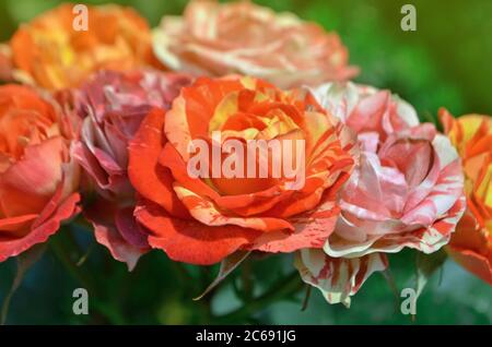 Zweifarbige gelb-rote Rosen mit Streifen. Mehrfarbige rosa gelb-rote Rosen mit weißen Streifen. Stockfoto