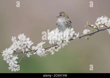 Eurasische Siskin thront auf einer Zweigstelle in Italien. Stockfoto