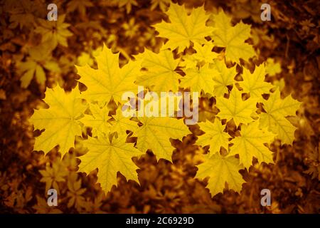 Gelber Ahorn Blätter auf einem jungen Baum gegen den Wald Baldachin. Natürlicher Hintergrund. Stockfoto