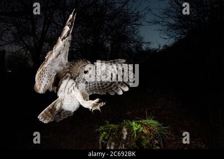 Waldkauz (Strix aluco) im Aostatal in Norditalien. Landung mit Krallen ausgestreckt auf einem Baumstumpf in der Dämmerung mit Stern gefüllt Himmel im Bac Stockfoto