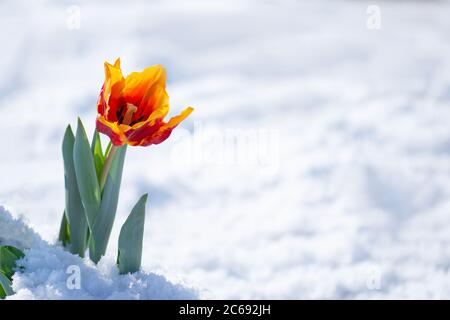 Gemischte Tulpen unter Frühlingsschnee im april. Abnorme Niederschläge im Frühjahr Stockfoto