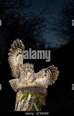 Waldkauz (Strix aluco) im Aostatal in Norditalien. Landung auf seinem Lieblingsort zur Jagd in der Nacht. Stockfoto