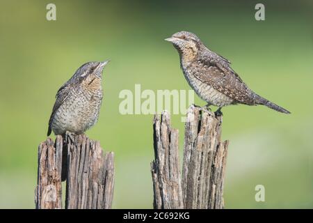 Paar eurasische Wrynecks (Jynx torquilla) im Aostatal in Norditalien. Auf einem alten Holzfank gelegen. Stockfoto