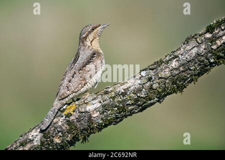 Eurasischer Wryneck (Jynx torquilla) im Aostatal in Norditalien. Auf einem Zweig wachsam sitzen. Stockfoto