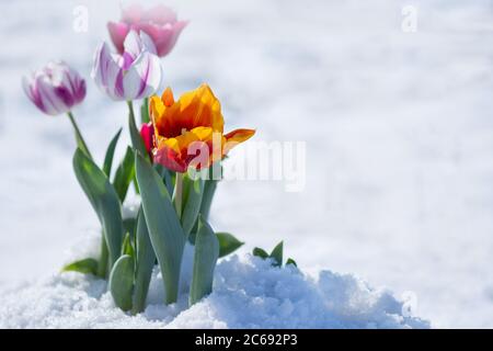 Gemischte Tulpen unter Frühlingsschnee im april. Atypischer Schneefall im Frühjahr Stockfoto