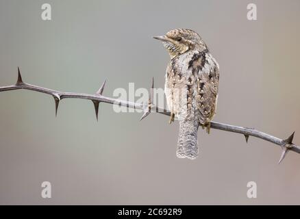 Eurasischer Wryneck (Jynx torquilla) im Aostatal in Norditalien. Auf einem stacheligen Zweig sitzend, über die Schulter blickend. Stockfoto