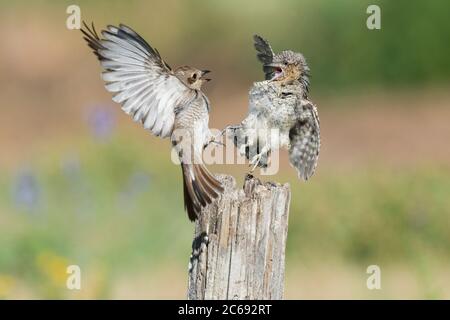 Eurasischer Wryneck (Jynx torquilla) im Kampf mit der Rotrückenwürger (Lanius collurio) im Aostatal in Norditalien. Stockfoto