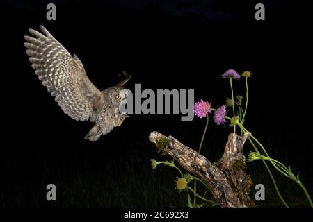 Eurasische Scops Owl (Otus Scops Scops) während der Nacht in Italien. Landung auf einem Baumstumpf, umgeben von Frühlingsblumen. Stockfoto