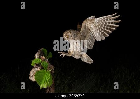 Eurasische Scops Owl (Otus Scops Scops) während der Nacht in Italien. Landung auf einem Ast. Stockfoto