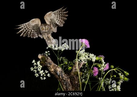 Eurasische Scops Owl (Otus Scops Scops) während der Nacht in Italien. Landung auf einem Ast. Stockfoto