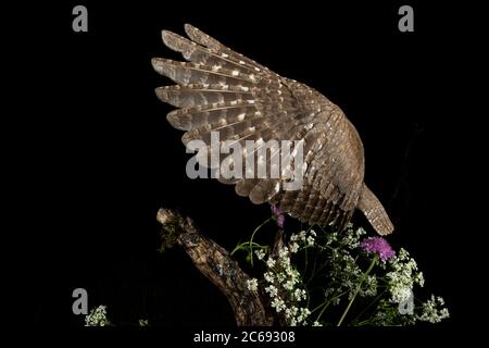 Eurasische Scops Owl (Otus Scops Scops) während der Nacht in Italien. Landung auf einem Ast. Stockfoto