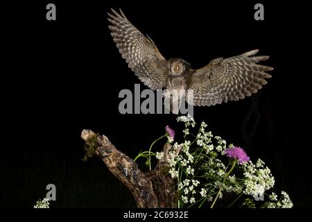 Eurasische Scops Owl (Otus Scops Scops) während der Nacht in Italien. Landung auf einem Baumstumpf, umgeben von Frühlingsblumen. Stockfoto