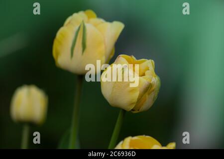 Pfirnblütige gelbe Tulpe. Tulip Double Beauty of Apeldoorn. Leuchtende Töne von gelber und goldener orangefarbener Tulpe Stockfoto