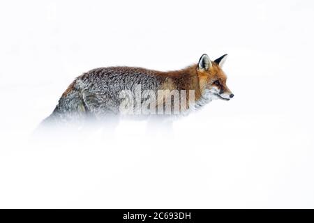 Rotfuchs (Vulpes vulpes) im Schnee während des kalten Winters in den Alpen Norditaliens. Herumlaufen und nach etwas zu essen suchen. Stockfoto