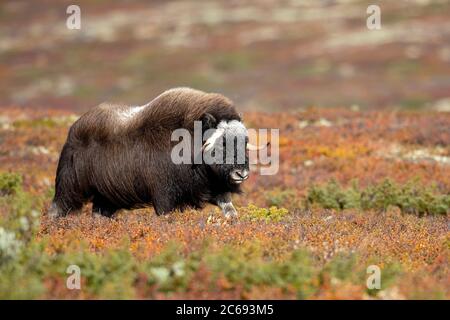 Junger Mann Muskox (Ovibos moschatus) im Dovrefjell in Norwegen. Ein arktisches Huftier der Familie Bovidae, das in Teilen Skandinaviens eingeführt wurde. Stockfoto