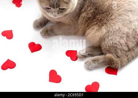 Die britische Fliederkatze schaut auf rote Herzen auf hellem Hintergrund. Valentinstag Konzept. Stockfoto