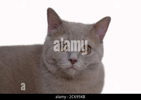 Porträt der Flieder britischen Katze isoliert auf weißem Hintergrund. Gesicht aus der Nähe, junge Katze. Schauen Sie sich die Kamera an. Stockfoto