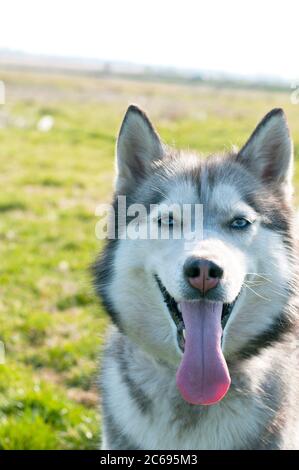 Husky Dog ​​outdoor Portrait. Lustige Haustiere auf einem Spaziergang mit dem Besitzer Stockfoto