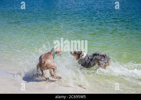 Australischer Hirte und Weimaraner, der in Ocean, Florida, USA spielt Stockfoto