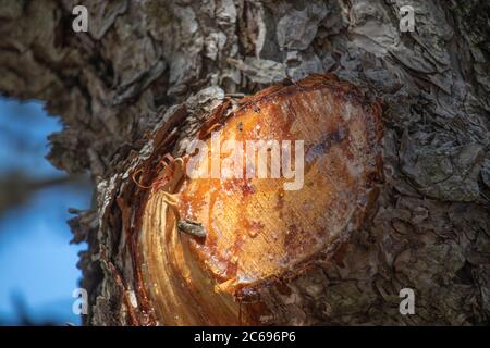 Transparenter baumsaft, der aus einem frisch geschnittenen Ast eines Waldbaums austritt Stockfoto