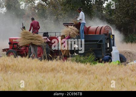 TIKAMGARH, MADHYA PRADESH, INDIEN - 24. MÄRZ 2020: Indische Bauern, die auf dem Feld arbeiten. Stockfoto