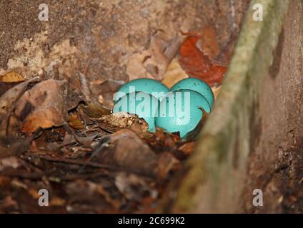 Graues Tinamou (Tinamus tao) Nest mit schönen blauen Eiern Stockfoto