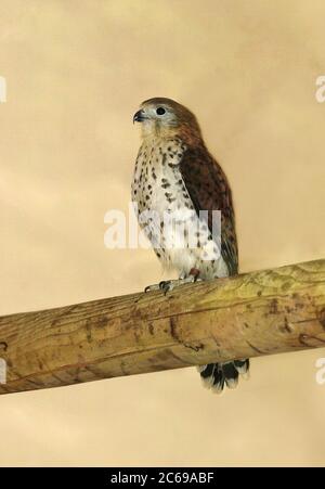 Mauritius-Kestrel (Falco punctatus) in Gefangenschaft. Auf einem Holzbalken sitzend. Stockfoto