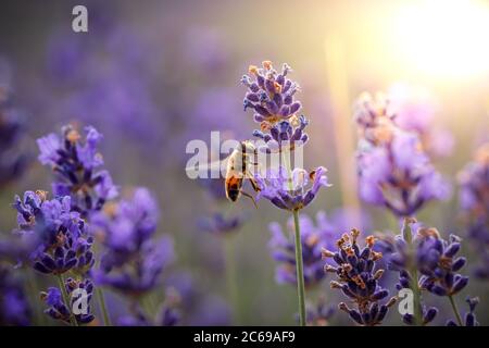 Arbeitstag in der Natur. Fleißige Bienen ernten den Pollen aus der lila Lavendelblüte für die Herstellung von Honig im Sommer. Nahaufnahme des Makrobilds Stockfoto
