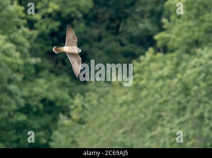 Ein Jugendfalke (Falco peregrinus) im Flug über die Avon-Schlucht, Bristol Stockfoto