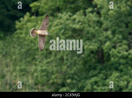 Ein Jugendfalke (Falco peregrinus) im Flug über die Avon-Schlucht, Bristol Stockfoto