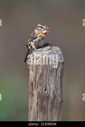 Der Papageitaucher (Nystalus maculatus maculatus) thront auf einem Holzpfahl in Brasilien. Stockfoto