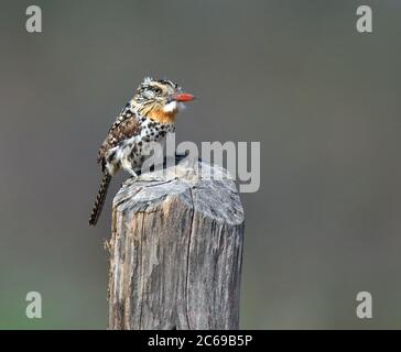 Der Papageitaucher (Nystalus maculatus maculatus) thront auf einem Holzpfahl in Brasilien. Stockfoto