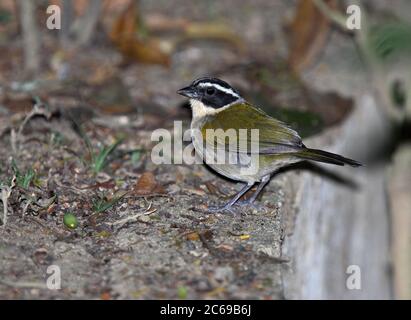 Brustspatzen (Arremon taciturnus taciturnus) Weibchen im Wald Stockfoto