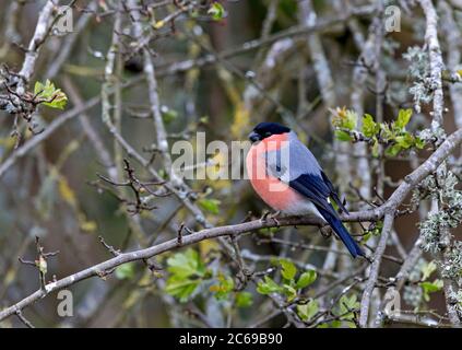 Erwachsener Eurasischer Bullfinch (Pyrrhula pyrrhula pileata), der in einem Busch thront. Stockfoto