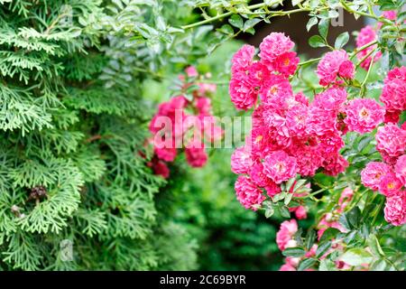 Zarte rosa-rote schöne Blüten von Kletterrosen, die im Sommergarten blühen, aus nächster Nähe. Stockfoto