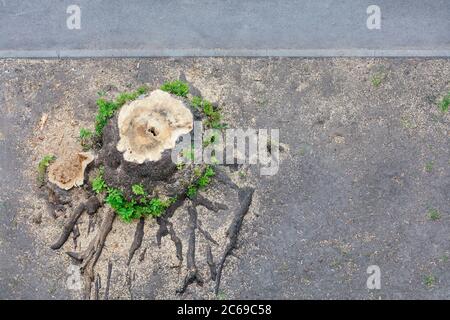 Großer fauler Stumpf mit ausbreitenden mächtigen Wurzeln ragen auf die Oberfläche der grauen Erde. Stockfoto