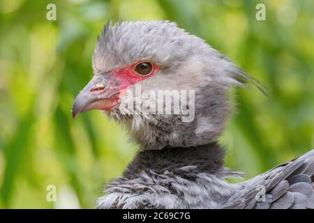 Southern Screamer - Chauna torquata, Portrait eines großen Bodenvogels aus Südamerikas Savannen und Grasland, Brasilien. Stockfoto