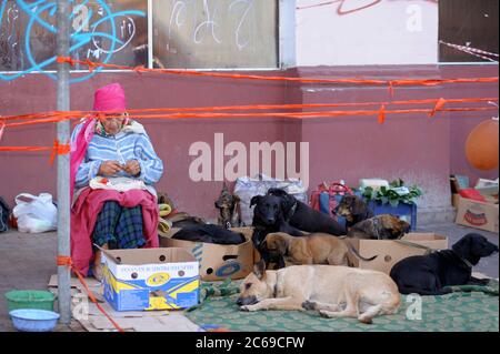 Alte Frau bettelnd Geld für ihr Tierheim, Packung streunende Hunde und Welpen liegen auf einem Bürgersteig. Juni 2012. Kiew, Ukraine, die Andrejewski Abstammung Stockfoto