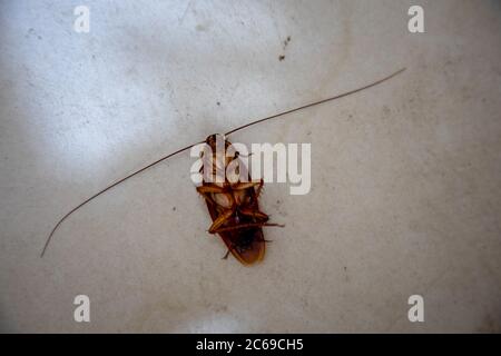 Nahaufnahme von oben Ansicht der großen orange Toten Schabe auf dem Boden. Stockfoto