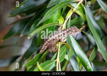 Die braune Anole, Anolis sagrei, stammt aus Kuba und den Bahamas. Es wurde erstmals 1980 auf Oahu gesehen und ist nun im ganzen Staat Hawaii zu finden. Stockfoto