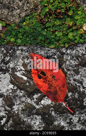 Herbstblätter, die auf den Felsen fallen Stockfoto