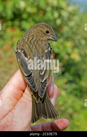 Der erste Winter-Rotschnauzenfisch (Carpodacus erythrinus) wurde während der Herbstwanderung auf einer Ringstation auf Texel im Netehrland gefangen. Stockfoto