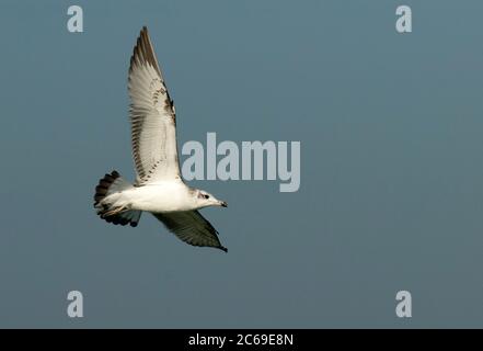 Die erste Wintermöwe (Ichthyaetus ichthyaetus), auch bekannt als Pallas-Möwe, fliegt in Kasachstan. Stockfoto