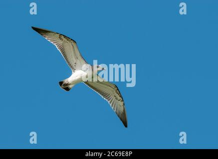 Die erste Wintermöwe (Ichthyaetus ichthyaetus), auch bekannt als Pallas-Möwe, fliegt in Kasachstan. Stockfoto