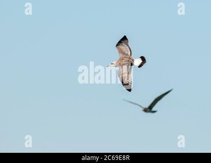 Die erste Wintermöwe (Ichthyaetus ichthyaetus), auch bekannt als Pallas-Möwe, fliegt in Kasachstan. Stockfoto