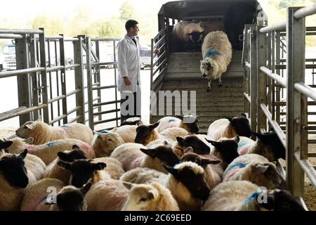 Auktionator Viehmarkt Bauernhof Landwirtschaft Schafe Cumbria arbeiten UK Fleisch ländliche Wirtschaft wirtschaftlich Stockfoto