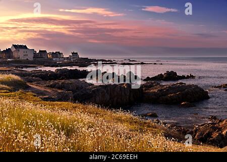 Felsküste mit Hase-Schwanz (Lagurus ovatus) blüht im Vordergrund bei Sonnenuntergang in Batz-sur-Mer in Frankreich Stockfoto