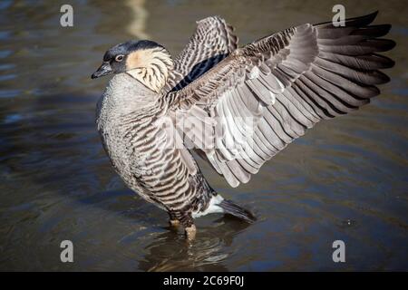 Nene-Gans (Branta sandvicensis) auch bekannt als Hawaiianische Gans, die heute eine bedrohte Art auf den Hawaii-Inseln gefunden ist Stockfoto