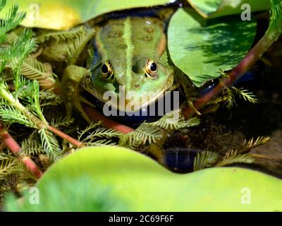 Nahaufnahme eines essbaren Frosches (Pelophylax kl. esculentus) in einem Wasser unter Wasserpflanzen von vorne gesehen Stockfoto